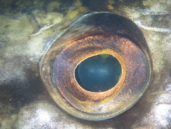 The eye of a big pike. Taken in a freshwaterlake in the N... by Brenda De Vries 